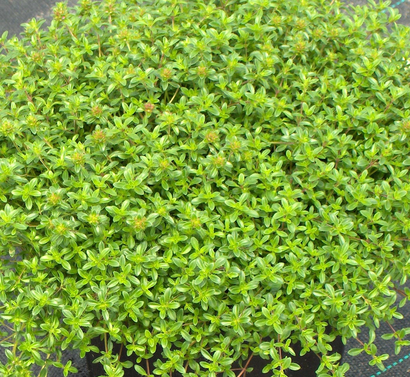 Creeping Thyme 1 Gal