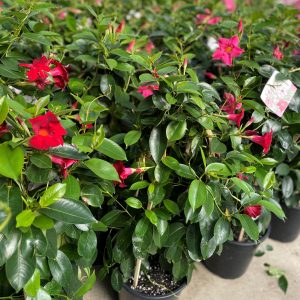 10" Mandevilla
