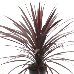 Red Star Spike (6" pot)