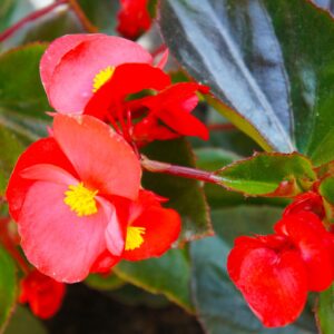 Fibrous Begonias (6"pot) - Growers Choice