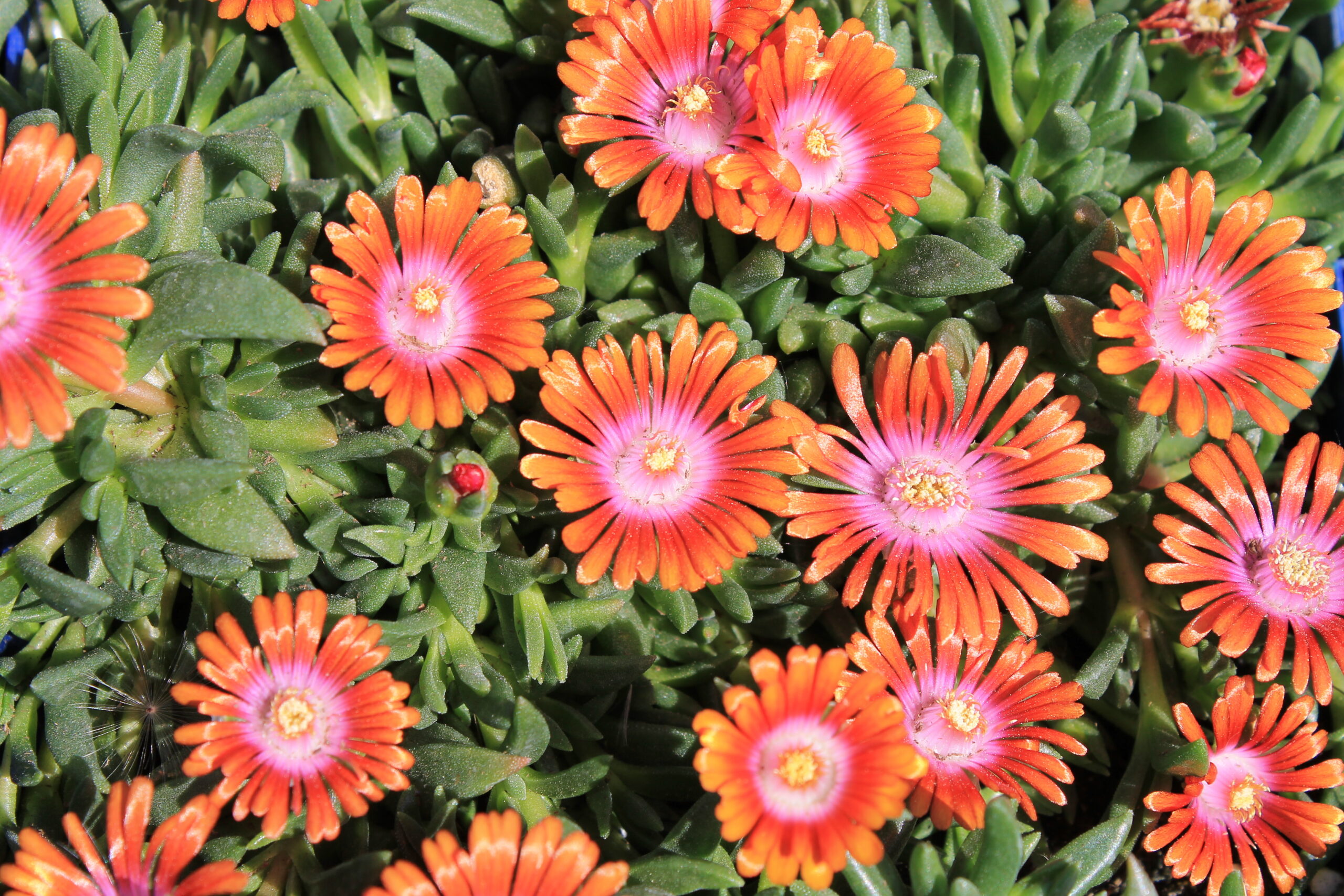 Delosperma red/orange 1gal