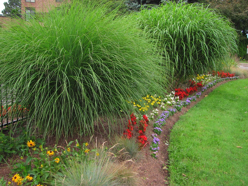 Ornamental Grass Miscanthus Gracillimus 2gal