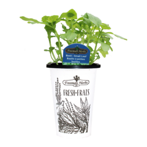 Herbs-Basil-Small Leaf