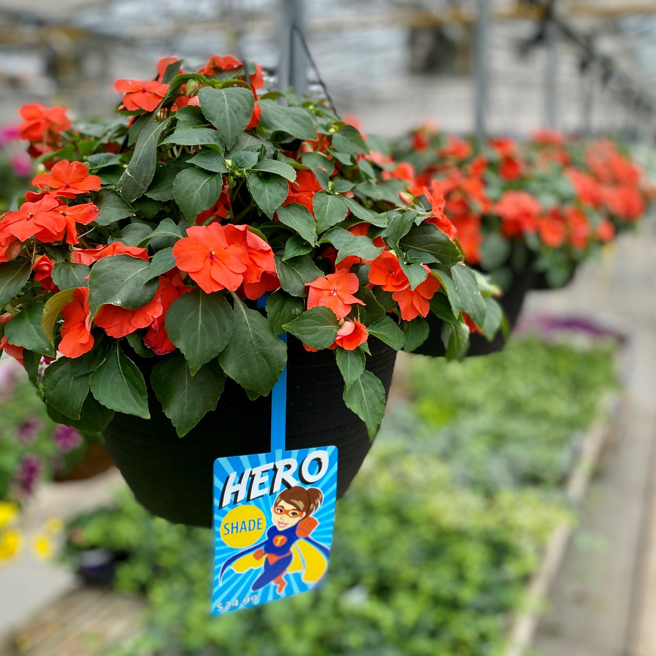 12" Signature - Shade Impatiens Hanging Basket