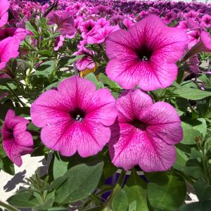 Wave Petunias (6" pot)