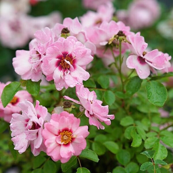 Rose Ringo® Double Pink by Proven Winners (2gal pot)