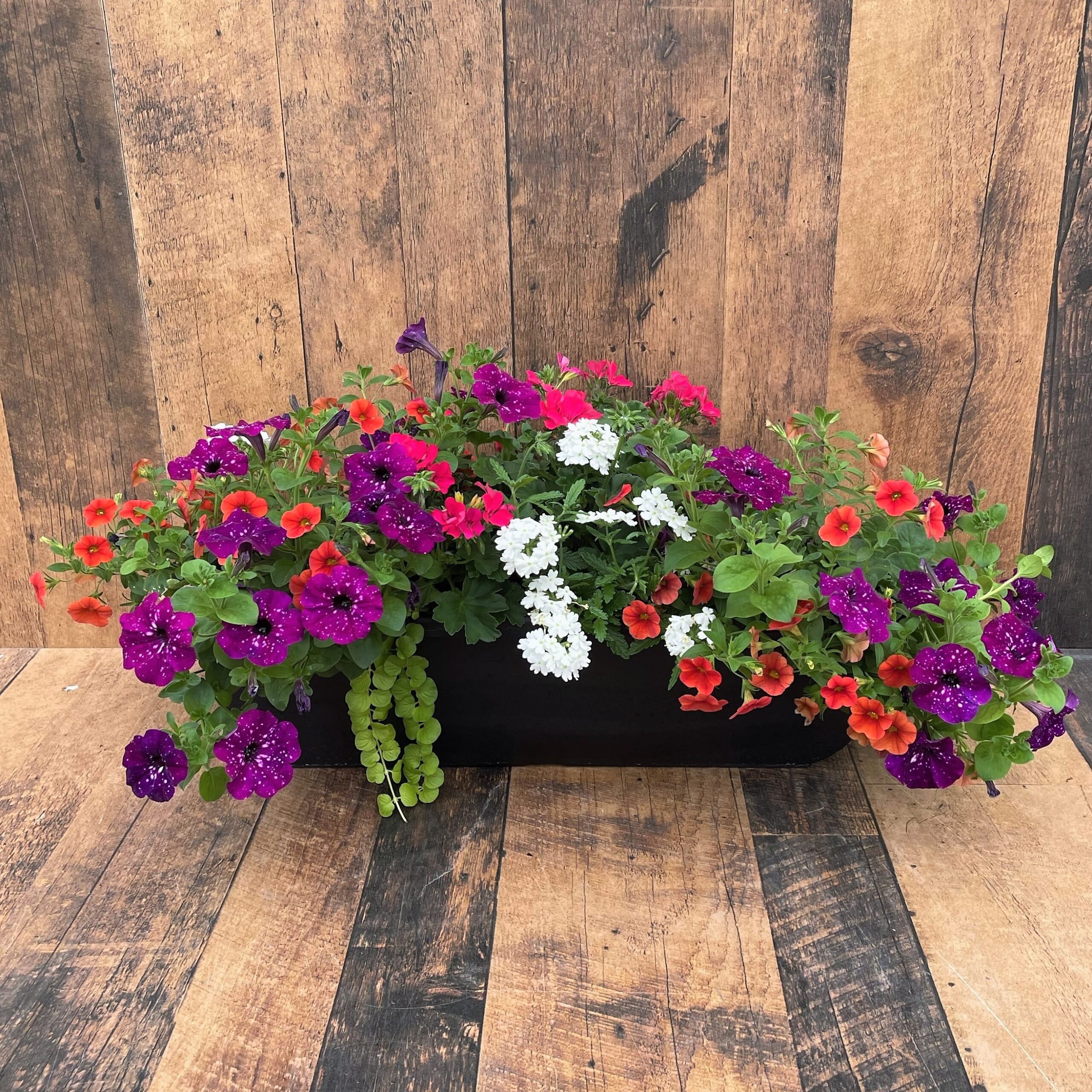 24" Window Box Planter - Growers Choice - Sun Mix