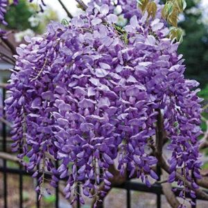 Wisteria 'Blue Moon' (2gal pot)