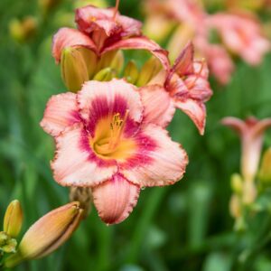 Daylily (1 gal pot) - Growers Choice