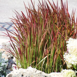 Ornamental Grass Japanese Blood Grass