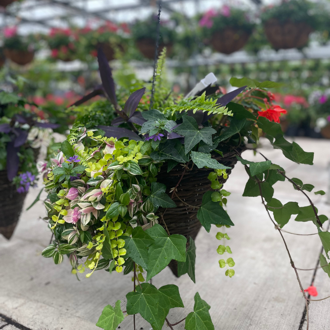 14" Premium Cone Hanging Basket - Growers Choice - Shade Mix