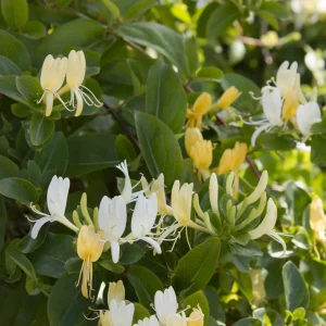 Honeysuckle Hall's Prolific 2gal