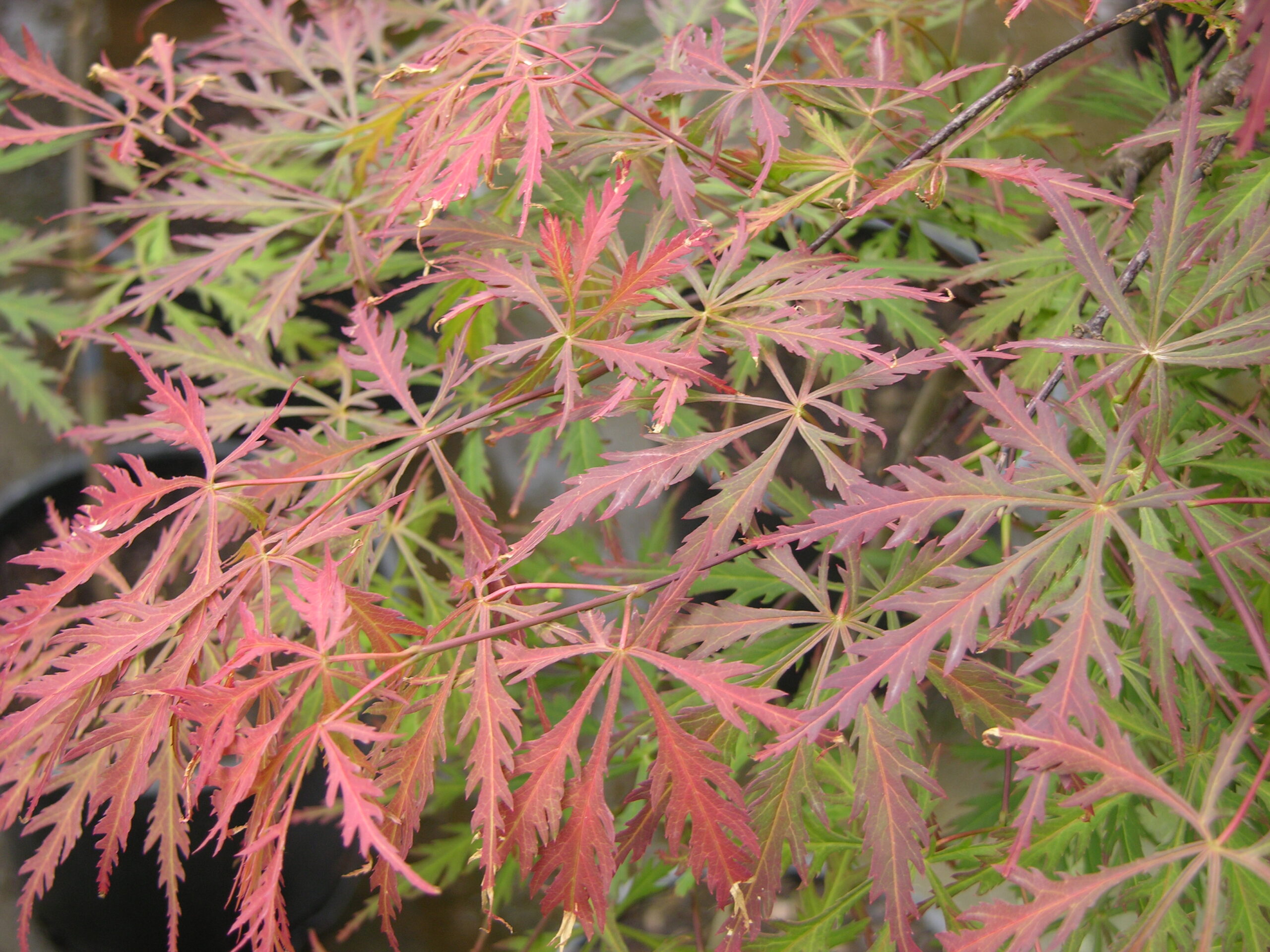 Japanese Maple Crimson Queen 5gal
