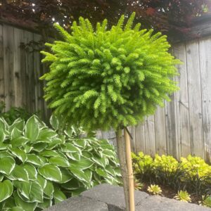 Dwarf Little Gem Nest Spruce Standard 5gal
