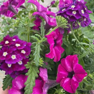 Triple Colour Mix (6" pot)