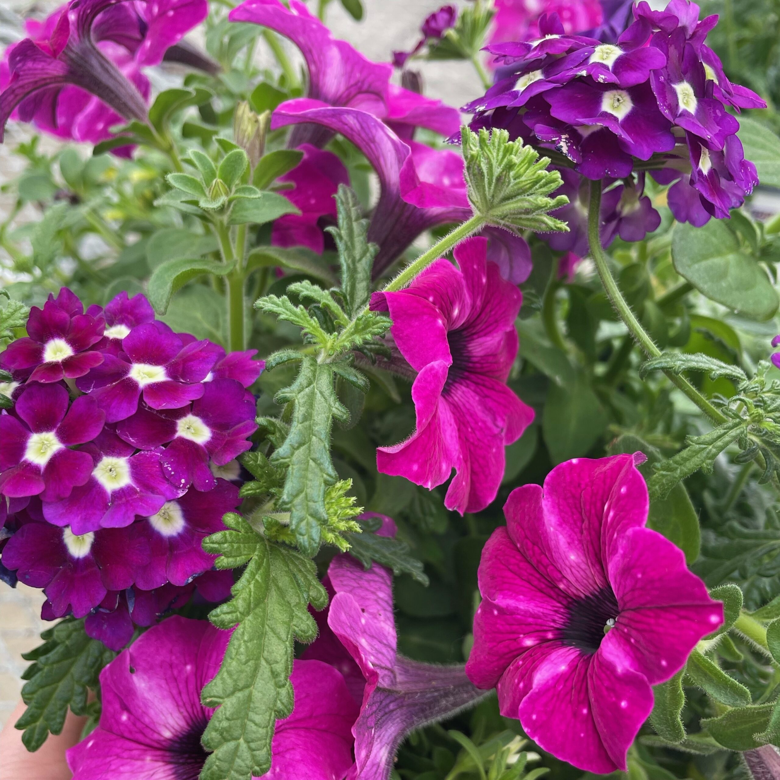 Triple Colour Mix (6" pot)