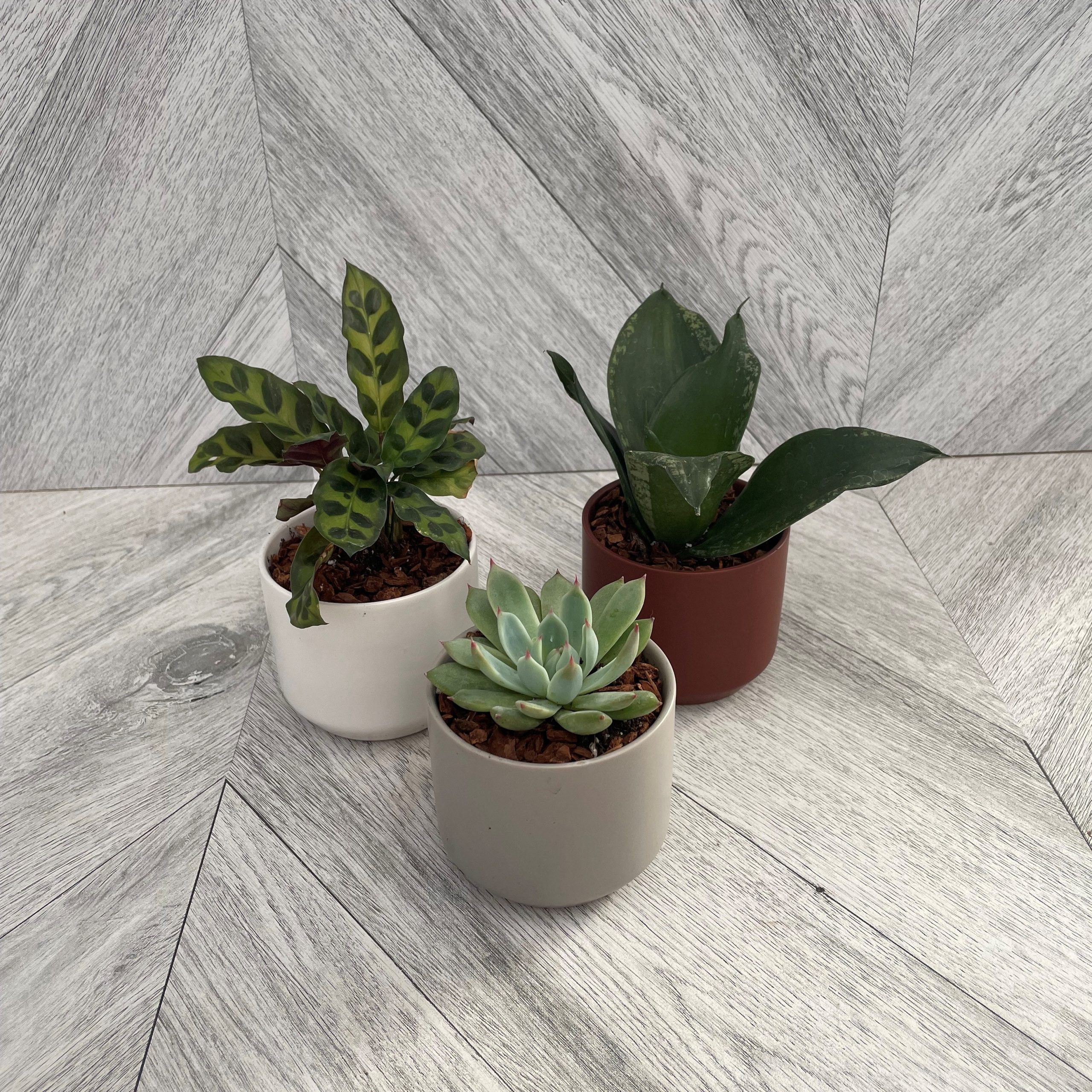 Assorted Mini Tropicals