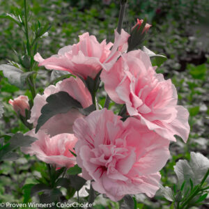 Rose of Sharon 'Pink Chiffon' 2gal by Proven Winners