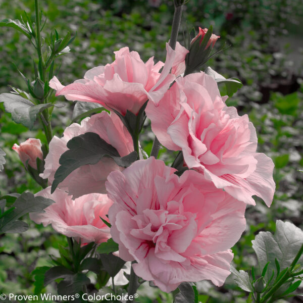 Rose of Sharon 'Pink Chiffon' 2gal by Proven Winners