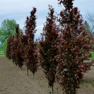 Beech Dawyck Purple 10gal