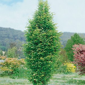 Hornbeam Pyramidal - available in two sizes