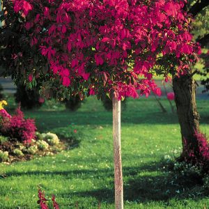 Burning Bush Standard (Treeform) 5gal