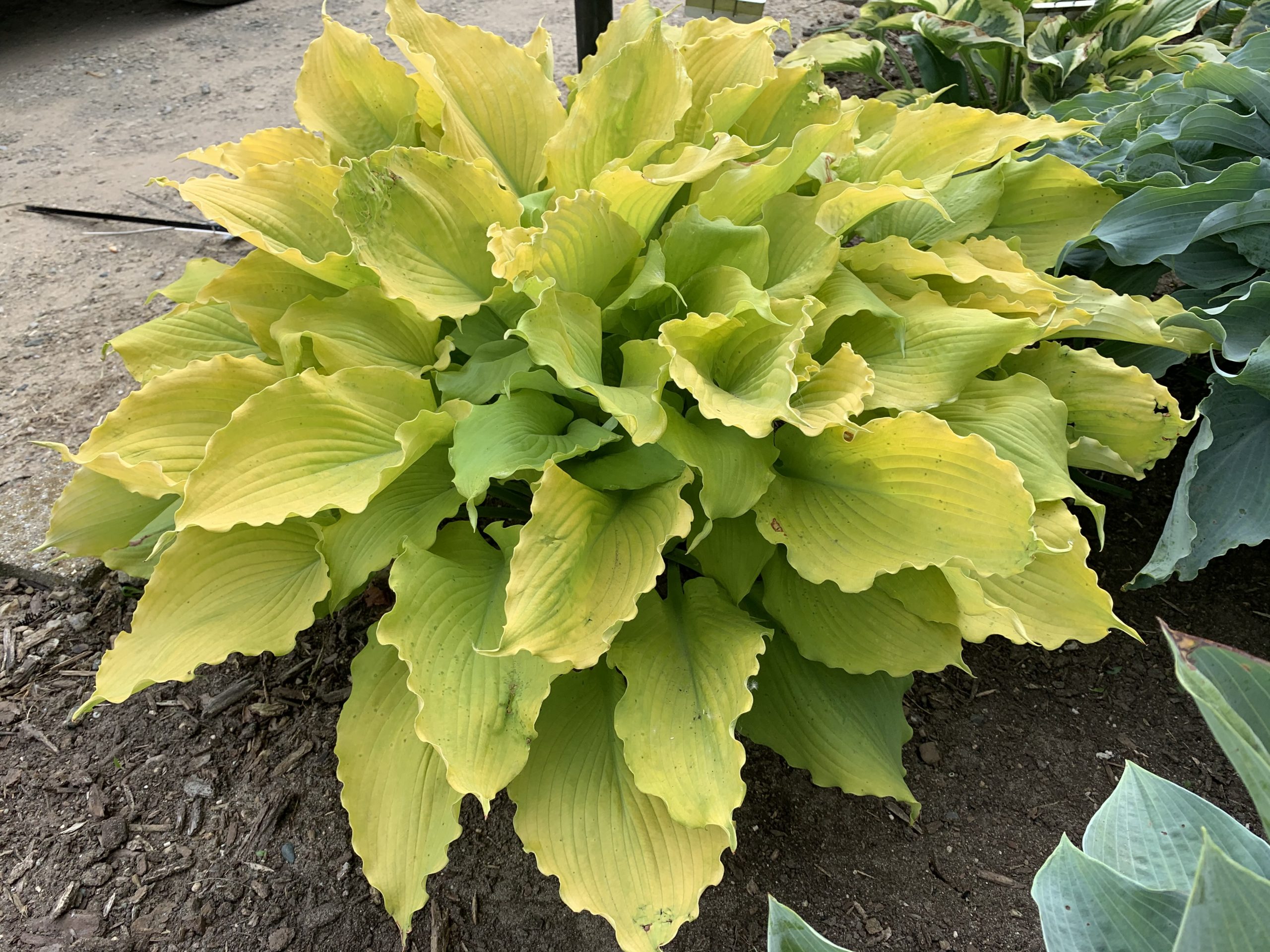 Hosta Echo in the Sun by Proven Winners 1gal