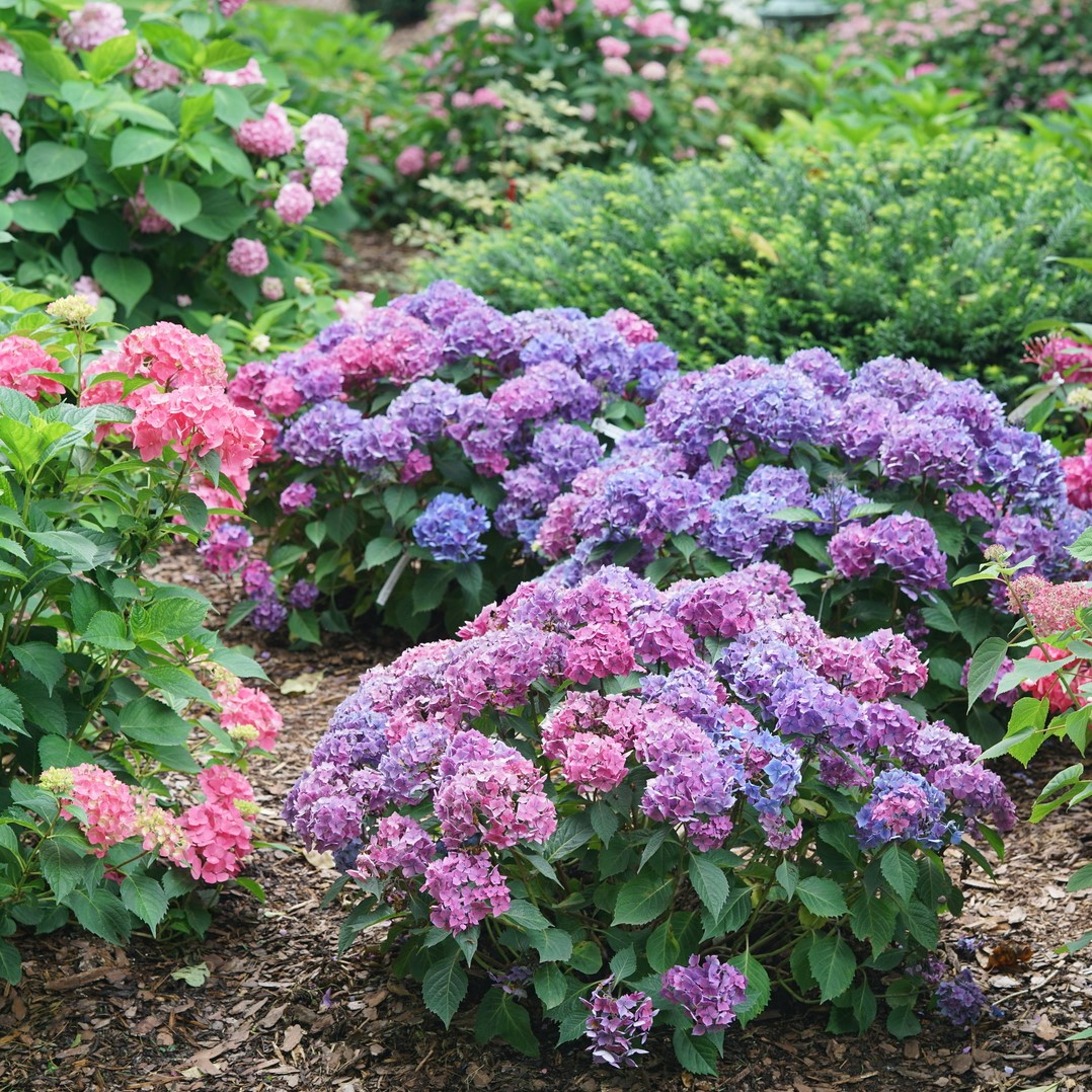 Hydrangea mac. Let's Dance 'Loveable' 2gal by Proven Winners