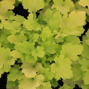 Heuchera lime 1gal