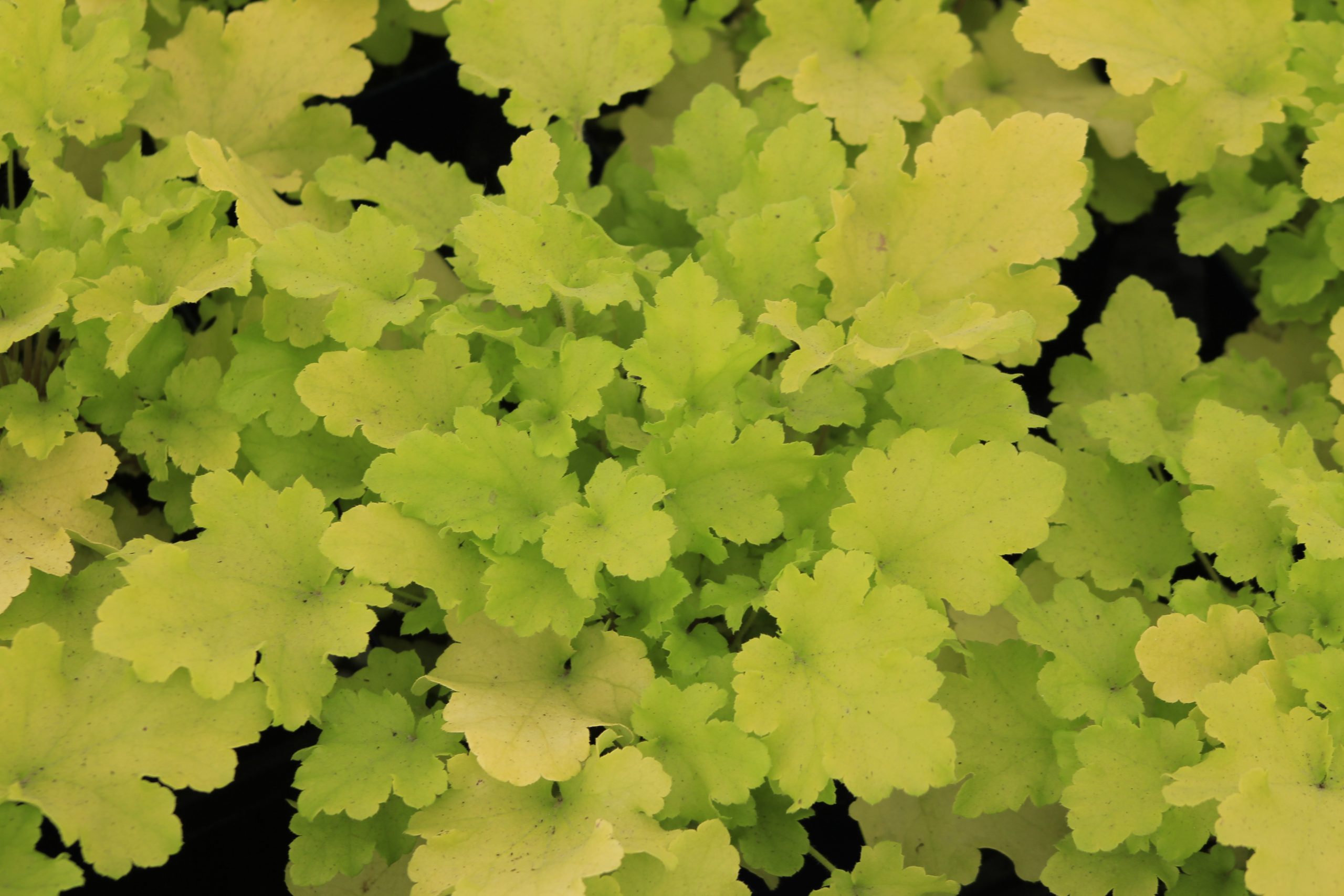 Heuchera lime 1gal