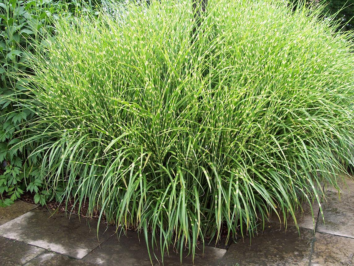 Ornamental Grass Miscanthus Strictus 2gal
