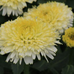 Shasta Daisy - Luna 1gal