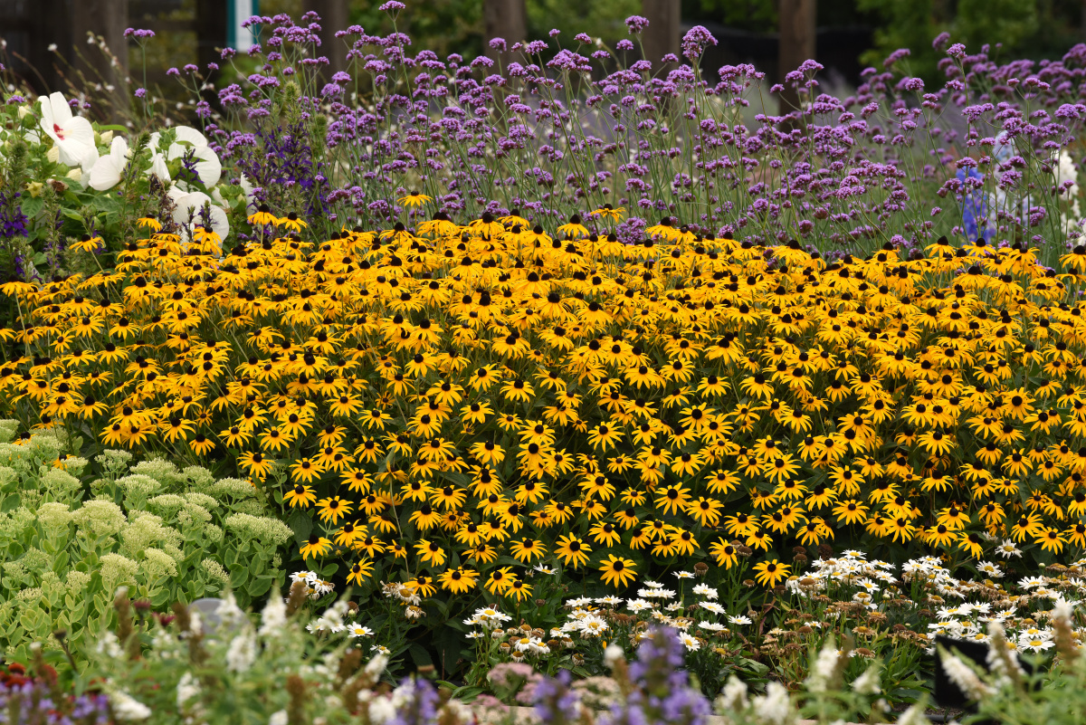 Rudbeckia - Black Eyed Susan Goldblitz 1gal