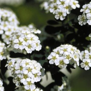 Spirea Snowmound