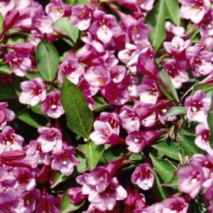 Weigela Minuet 2gal