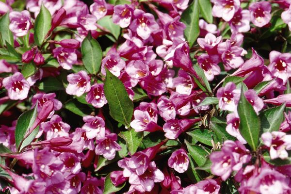 Weigela Minuet 2gal