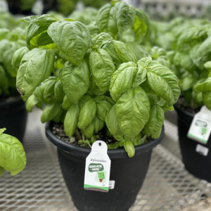 Basil Planter (12" Pot)