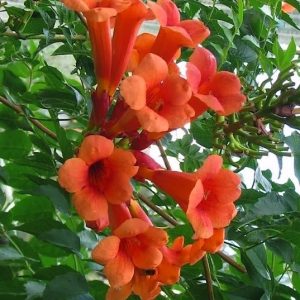Trumpet Vine 2gal (two colours to choose from)