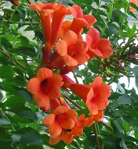 Trumpet Vine 2gal (two colours to choose from)