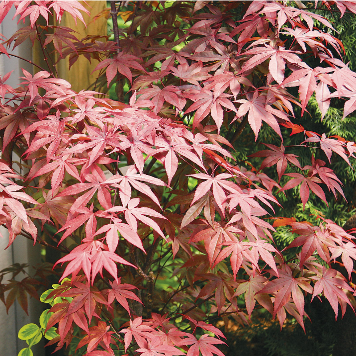 Japanese Maple Emperor 1 - 5gal pot