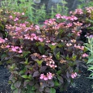 Hydrangea 'Pink Dynamo'™