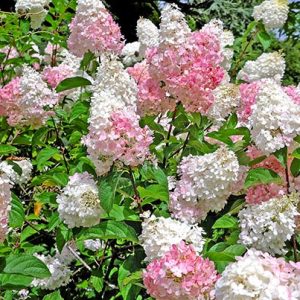 Hydrangea Pee Gee 2gal