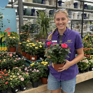 Mini Roses - Growers Choice (6" pot)