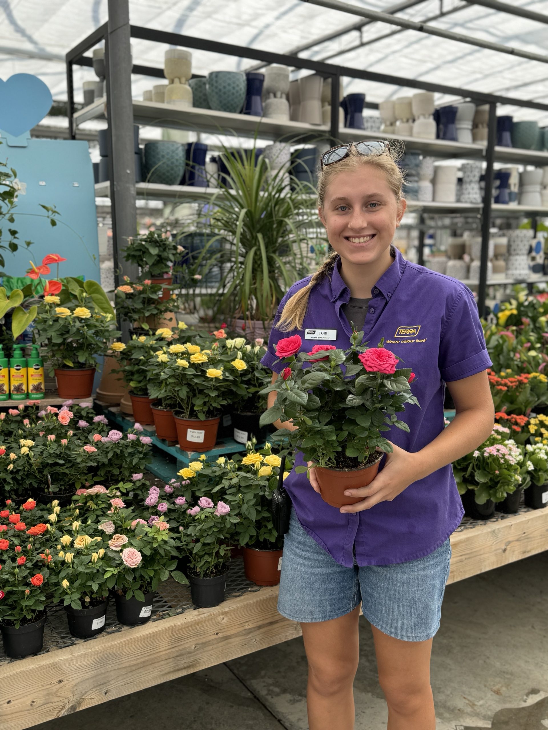 Mini Roses - Growers Choice (6" pot)