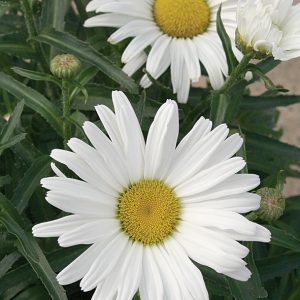 Shasta Daisy  (2 gal pot)