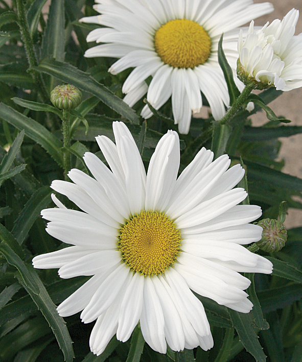 Shasta Daisy (2 gal pot)