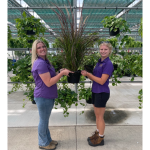 Fireworks Fountain Grass (10" pot)