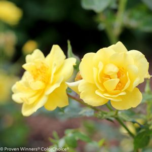 Rose Oso Easy Lemon Zest 2gal by Proven Winners 2gal