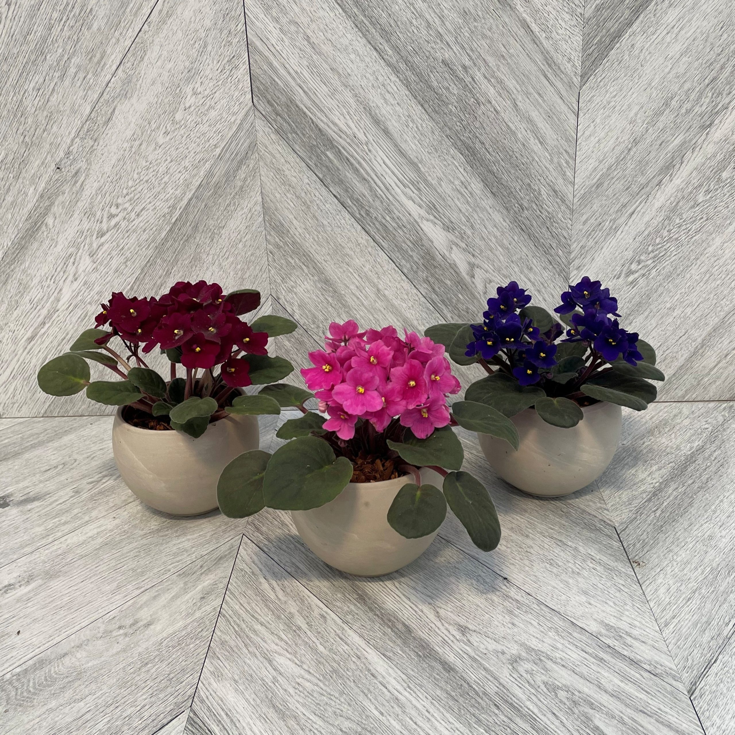 African Violet in Ceramic