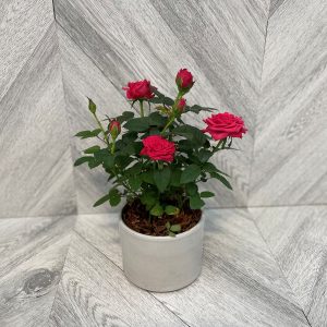 Mini Roses in Ceramic
